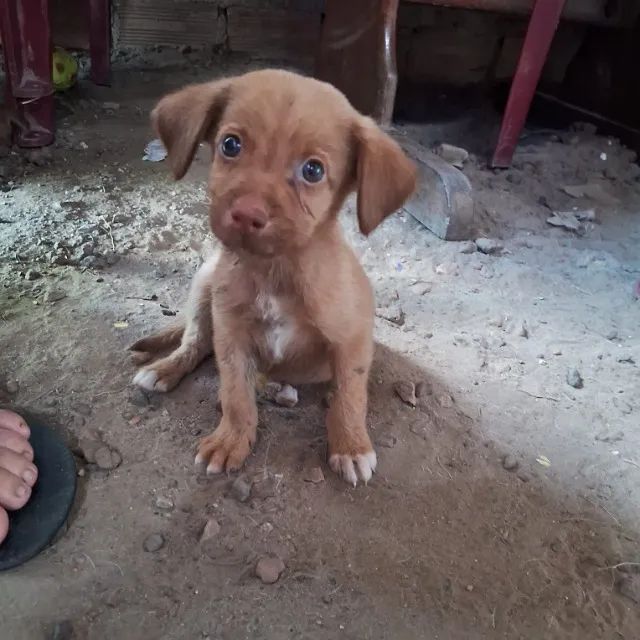 DOAÇÃO DE CACHORRINHOS - Foto 2