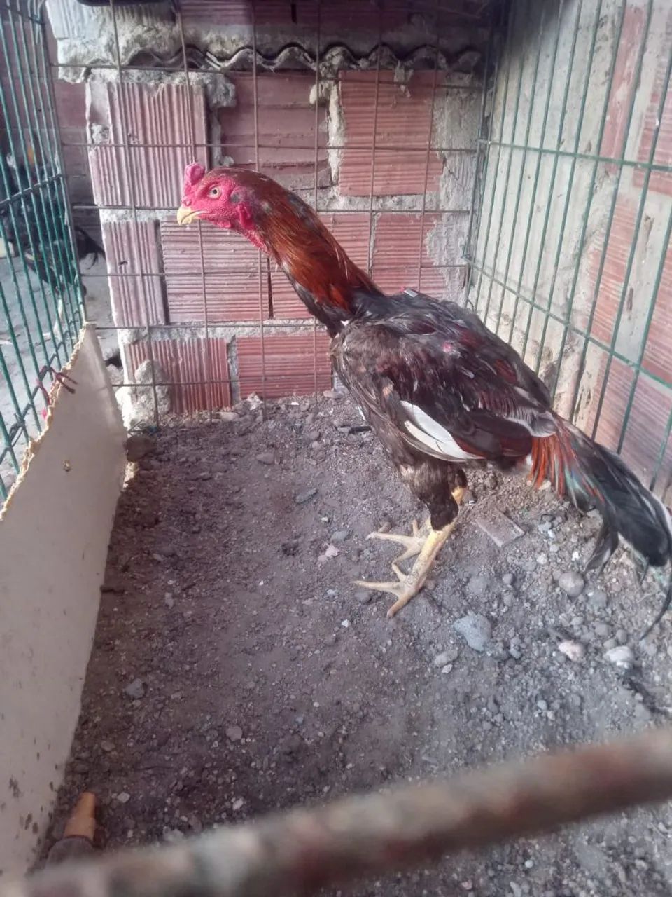 Frango indiano - Foto 2