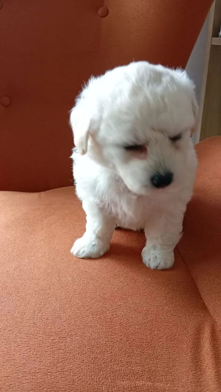 Filhote Poodle  - Foto 3