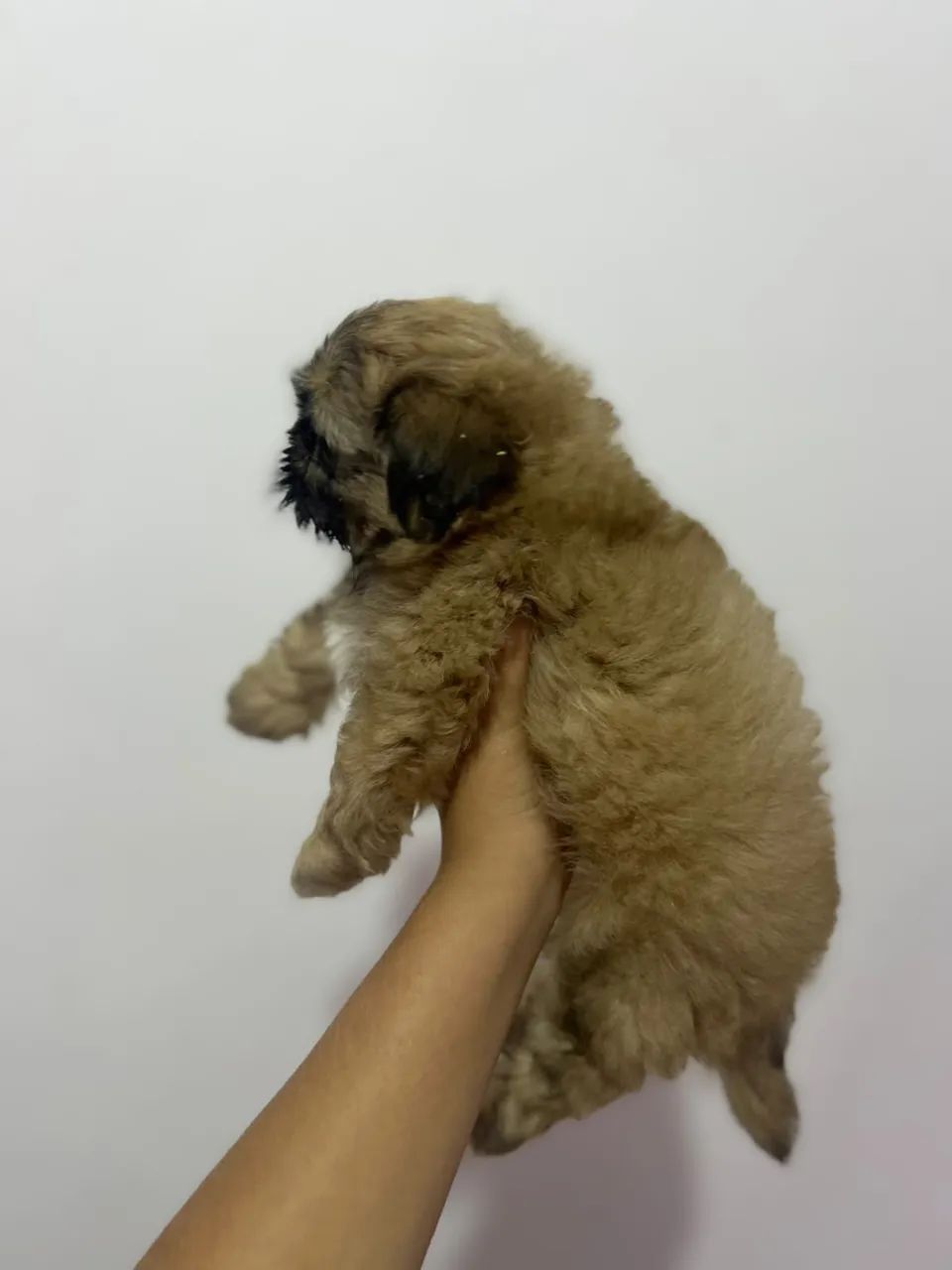 Cachorro shitszu 
