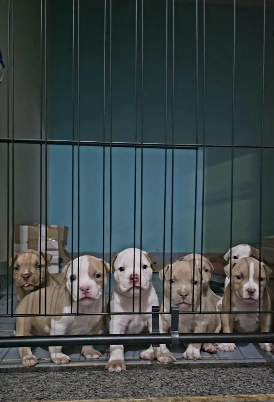 American Bully - Foto 4