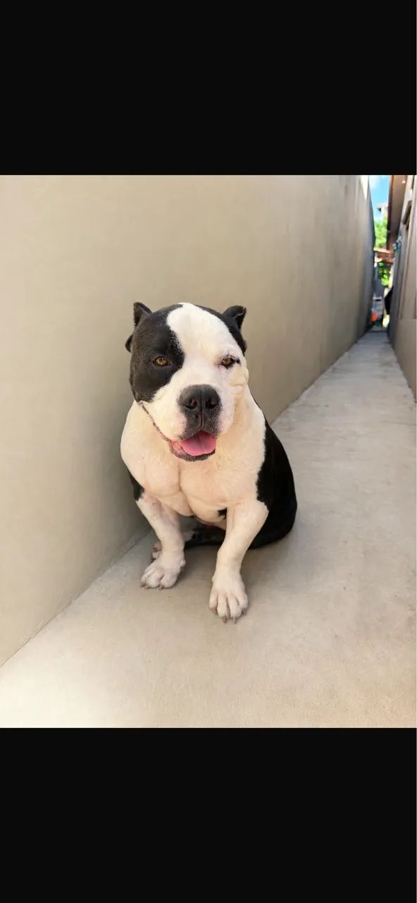 Bully padrão  - Foto 2