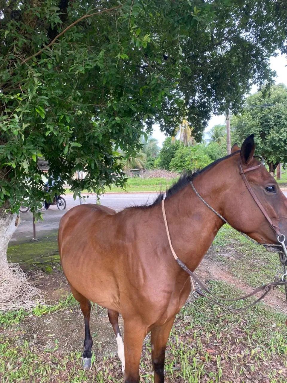 Lindo Cavalo - Foto 5