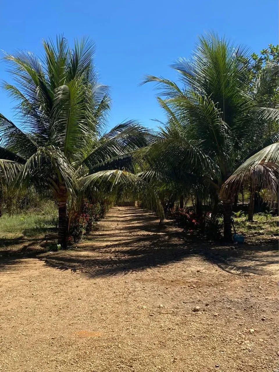 . CHÁCARA PROXIMA DE MACAPÁ  - Foto 4