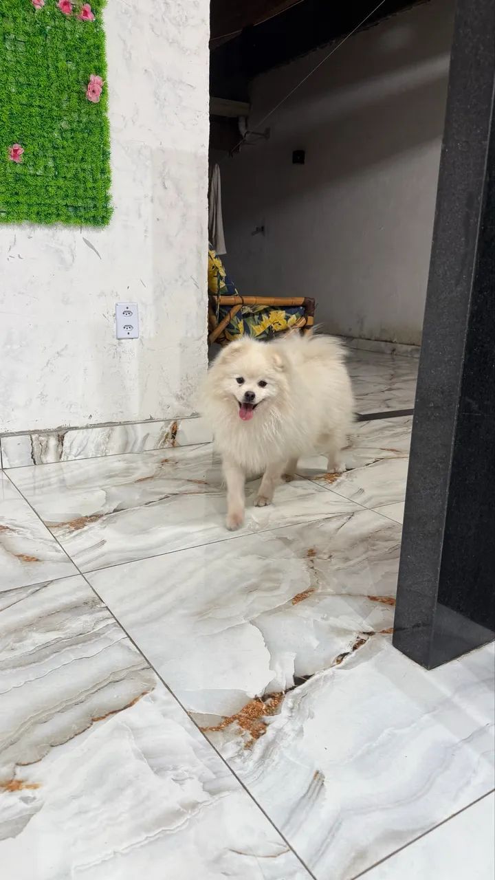 Spitz alemão macho  - Foto 2