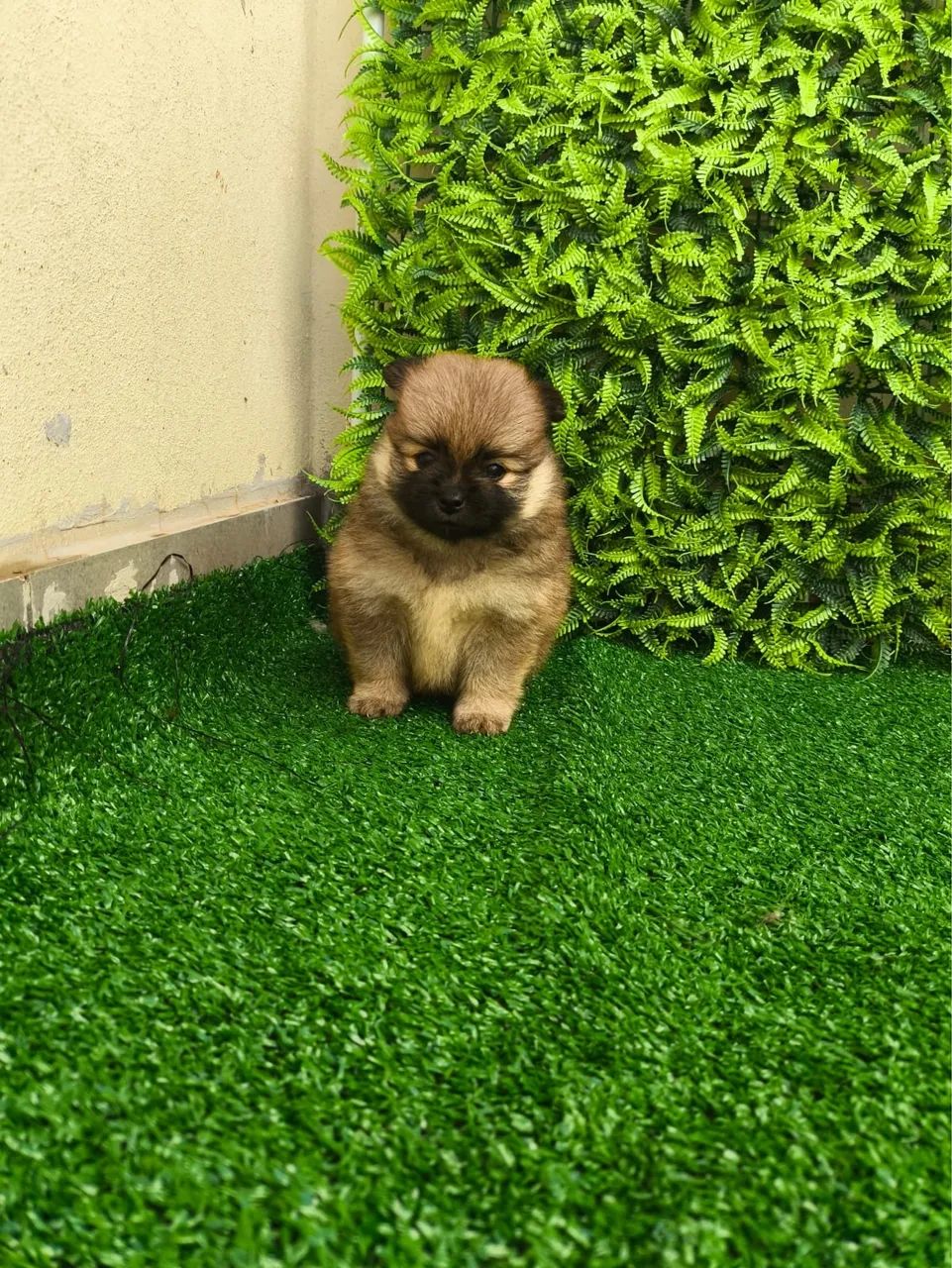 Spitz alemão - Foto 4