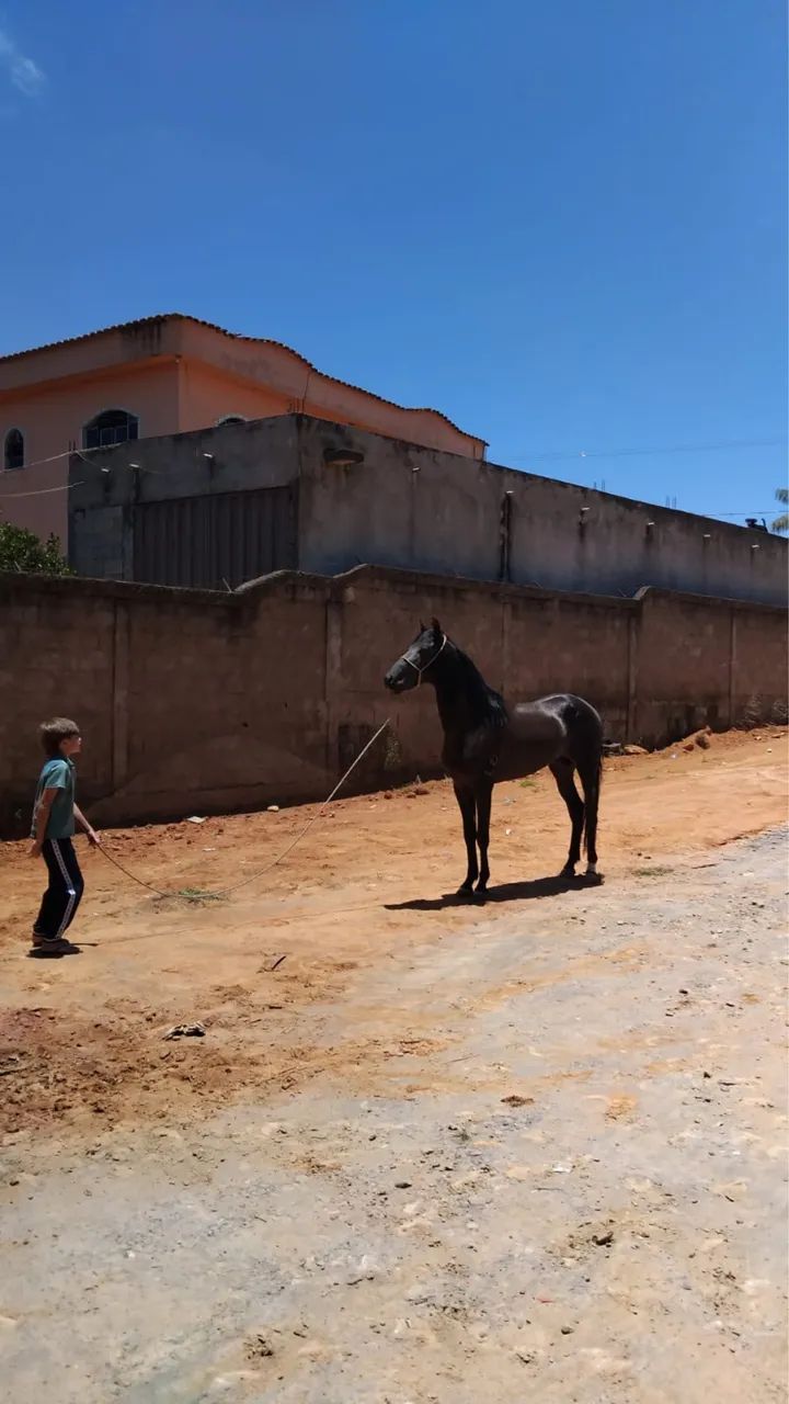 Vendo um cavalo - Foto 2