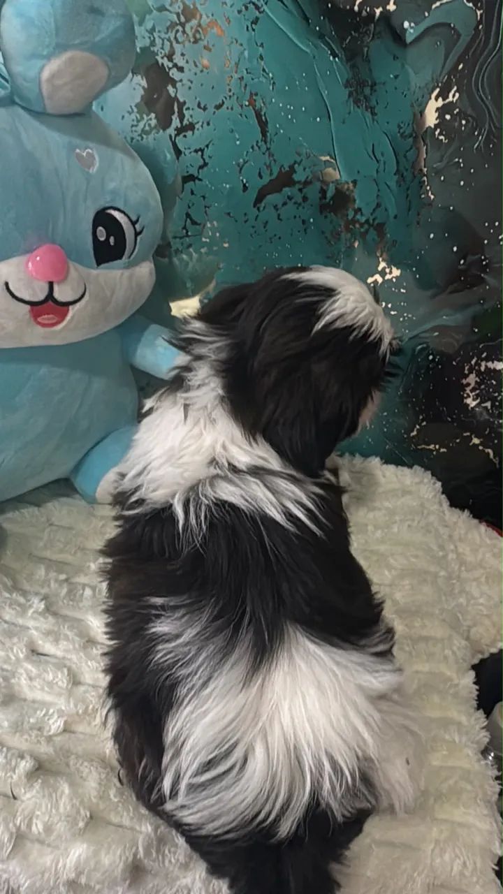 Macho shih tzu - Foto 2