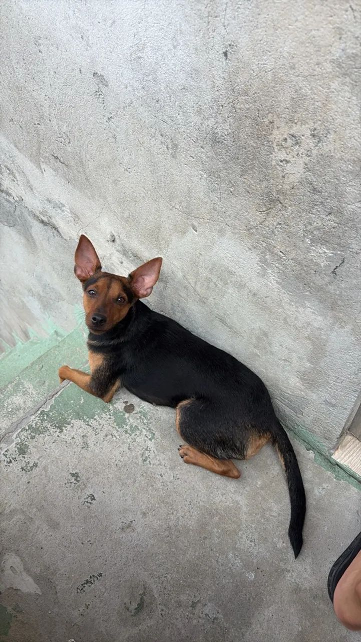 ADOÇÃO  - Foto 3