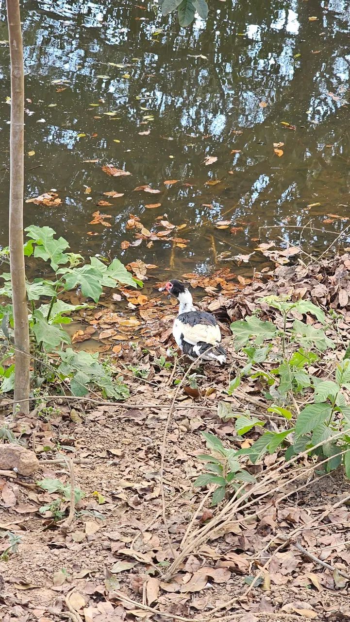 Patos - Foto 4