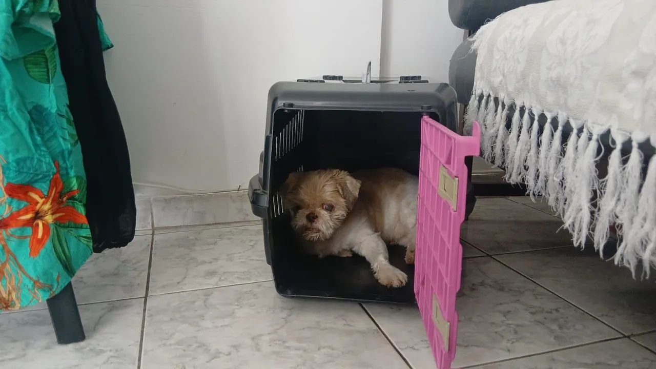 Caixa para transpirte de animais