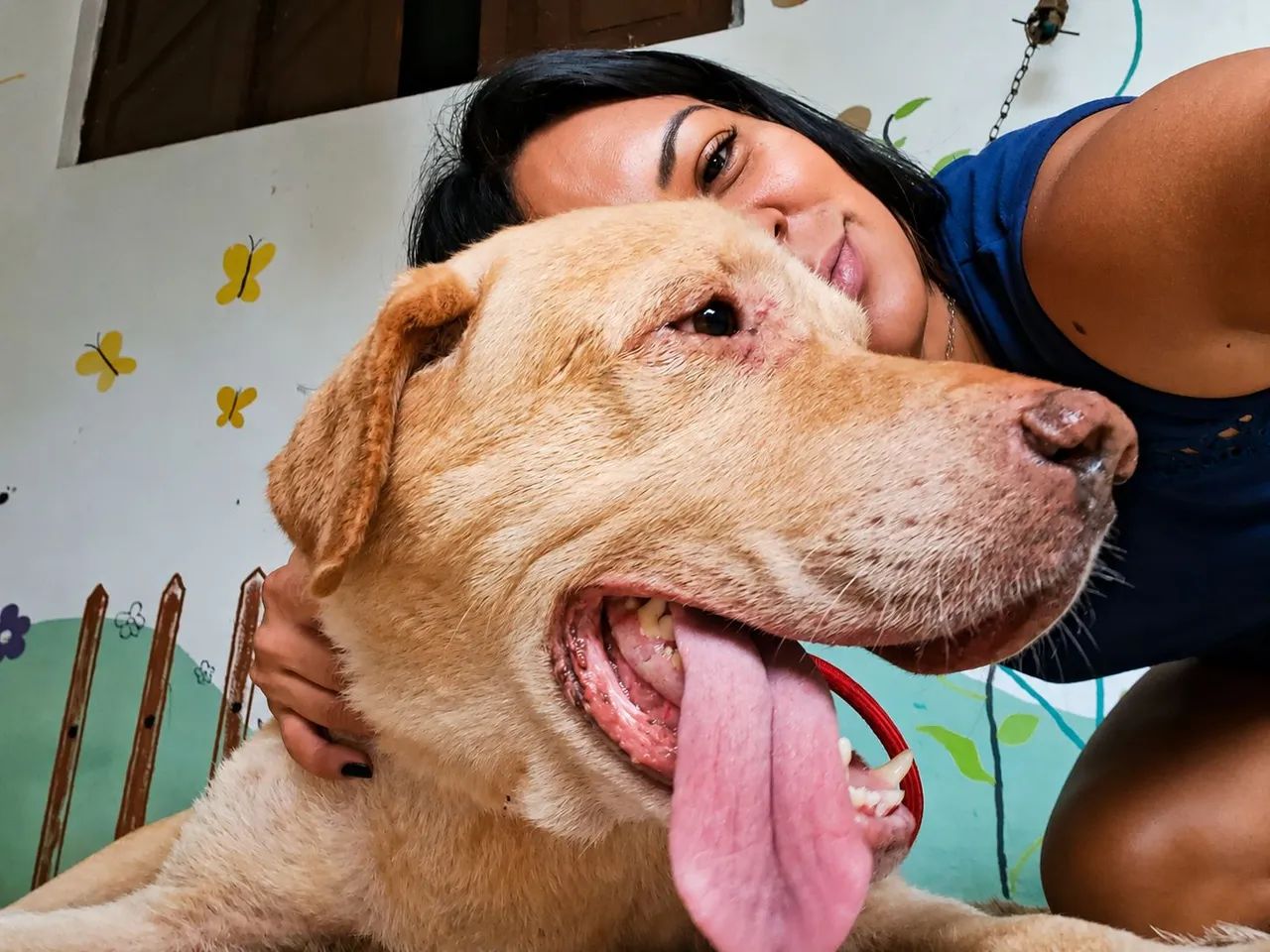 Labrador para adoção responsavel - Foto 5