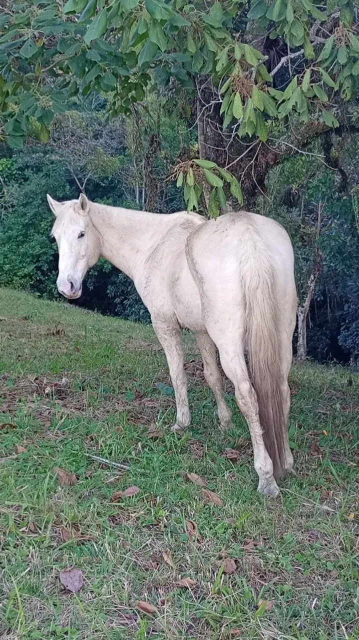 Cavalo - Foto 2
