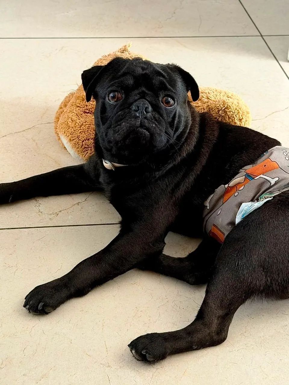 Pug Procurando uma namorada - Foto 3