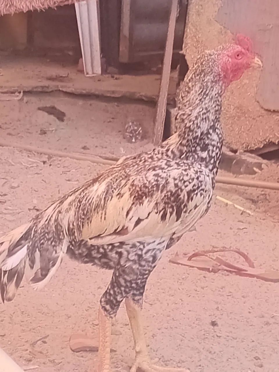 Frango de raça  - Foto 4