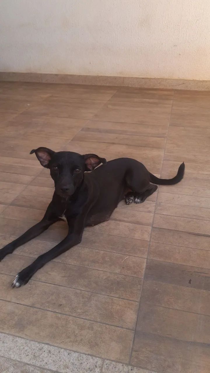 Adoção responsável  - Foto 3
