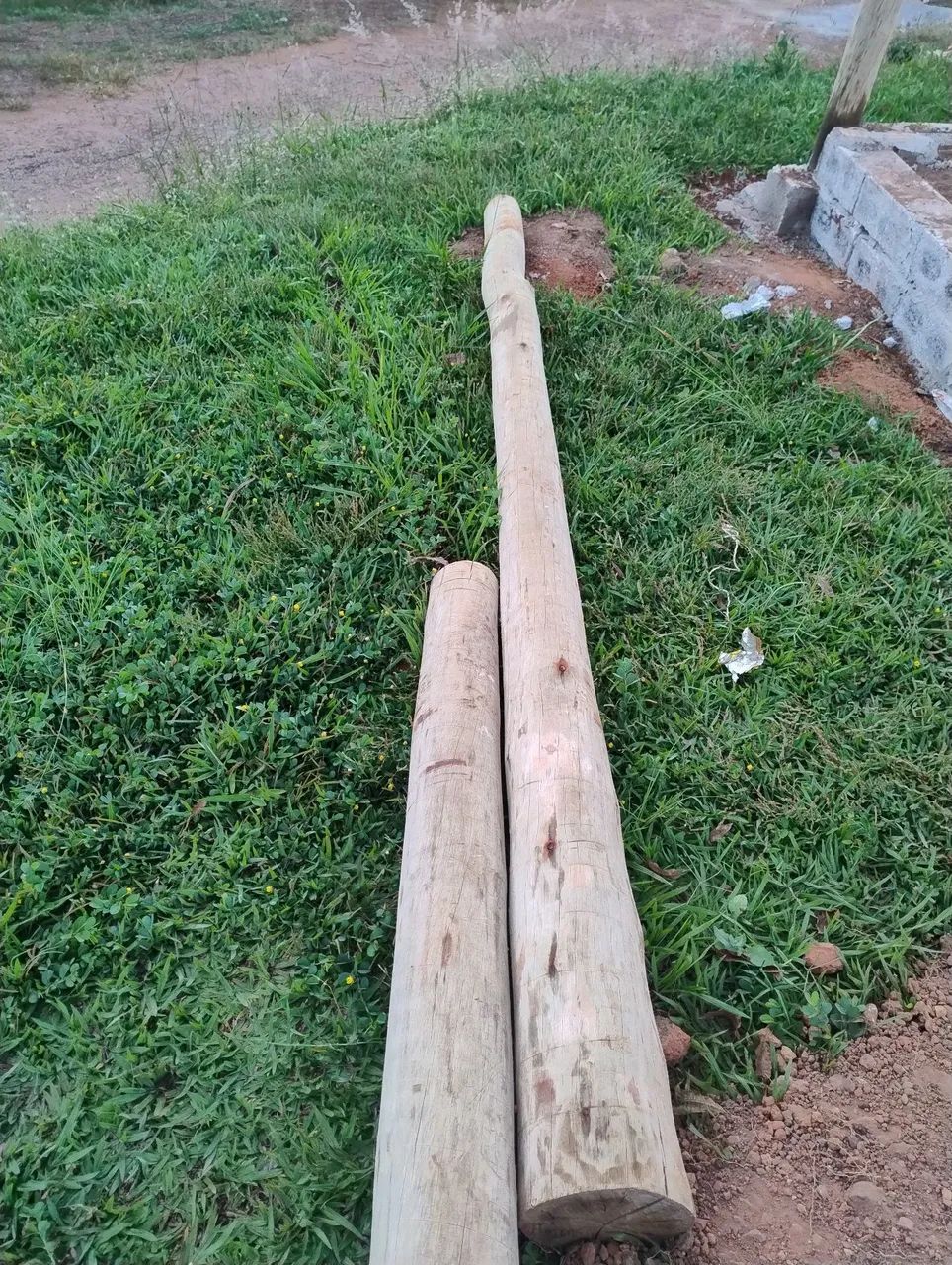Eucaliptos tratador e lixados