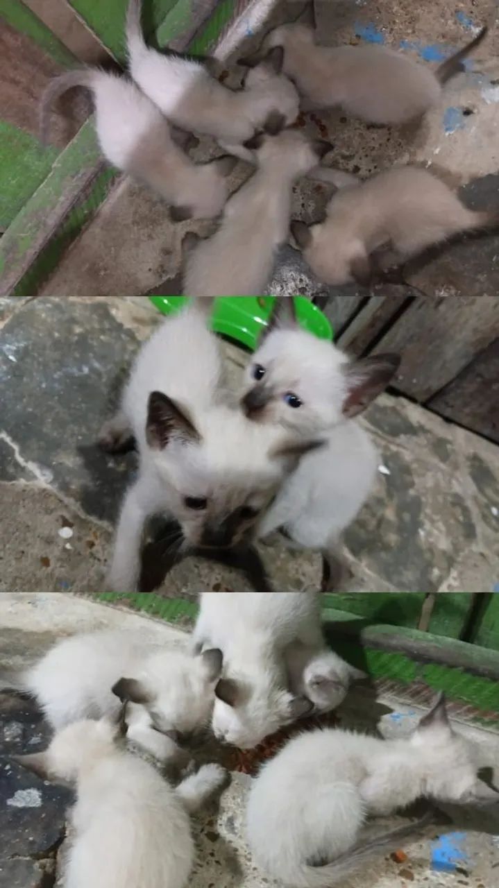 Doação de 5 gatos filhotes.