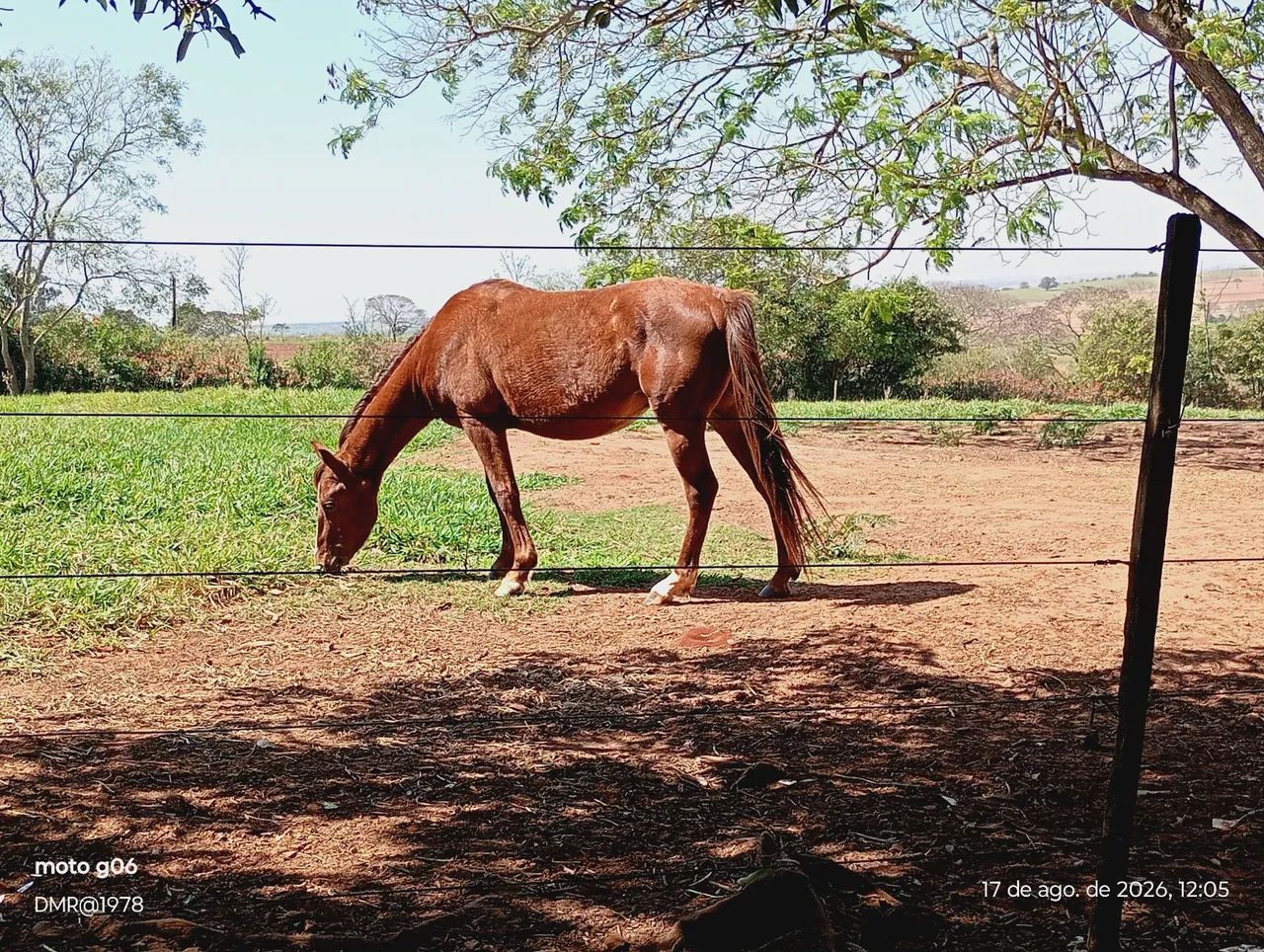 Cavalo QM PO - Foto 4