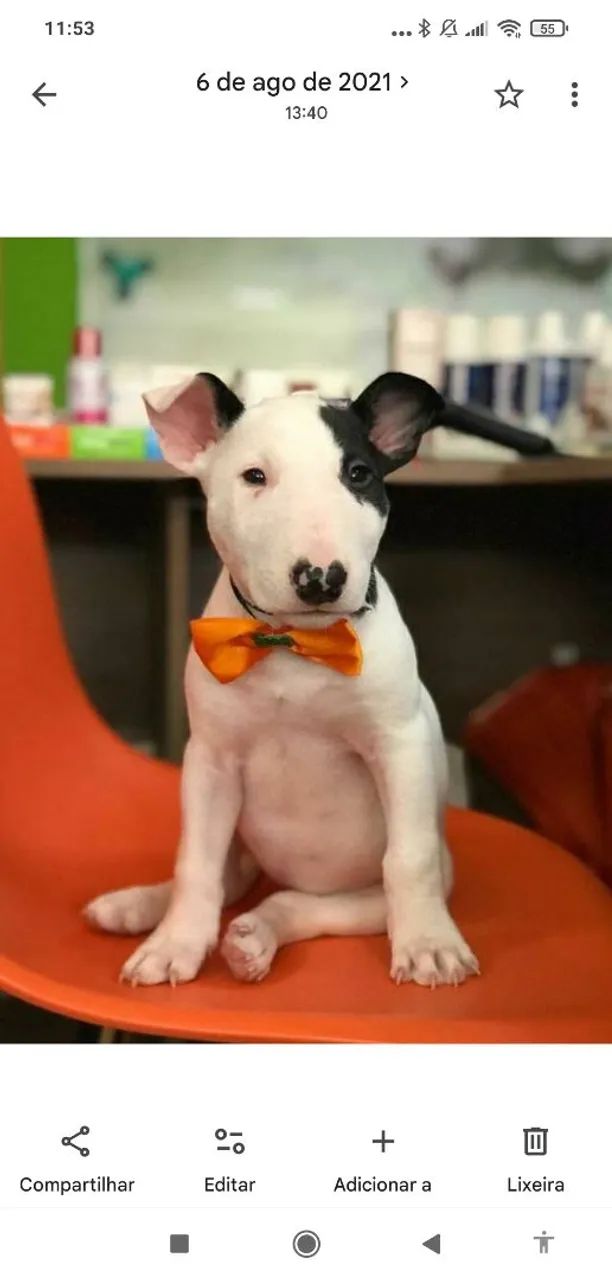 Vendo filhotes de Bull terrier original 