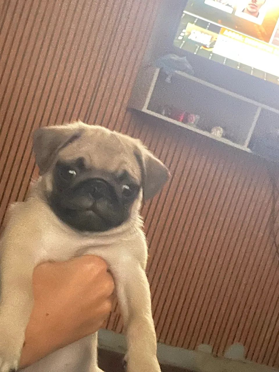 Pug  - Foto 3