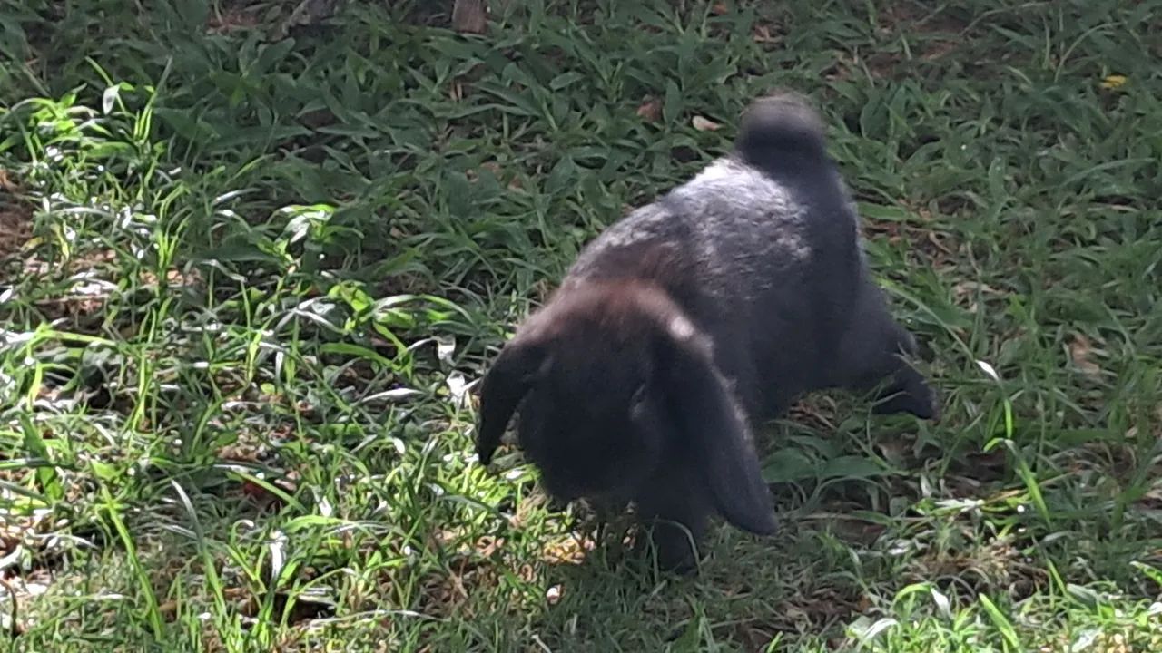 COELHOS MINI LOP - Foto 3