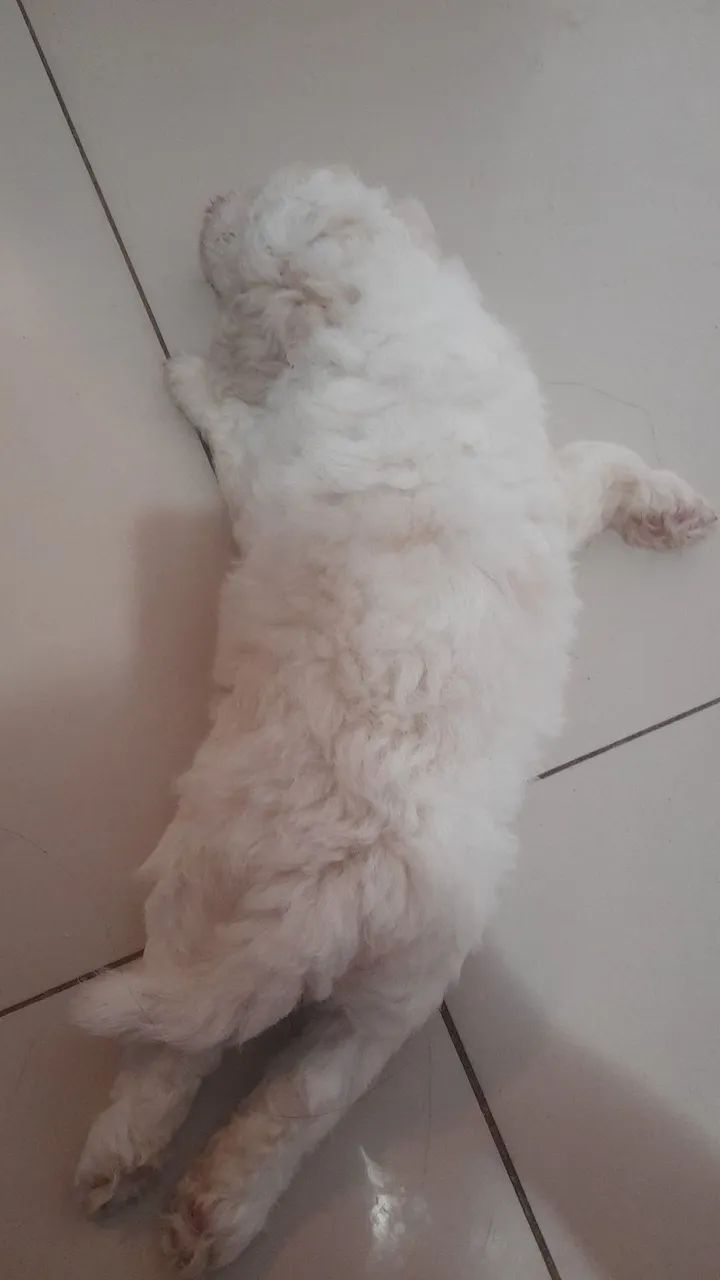 Poodle - Foto 3