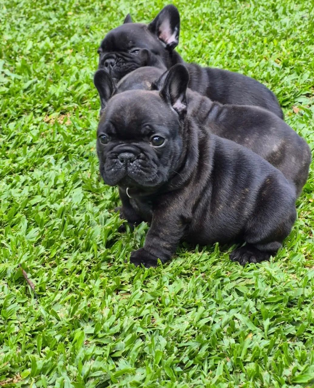 Bulldog francês  - Foto 2