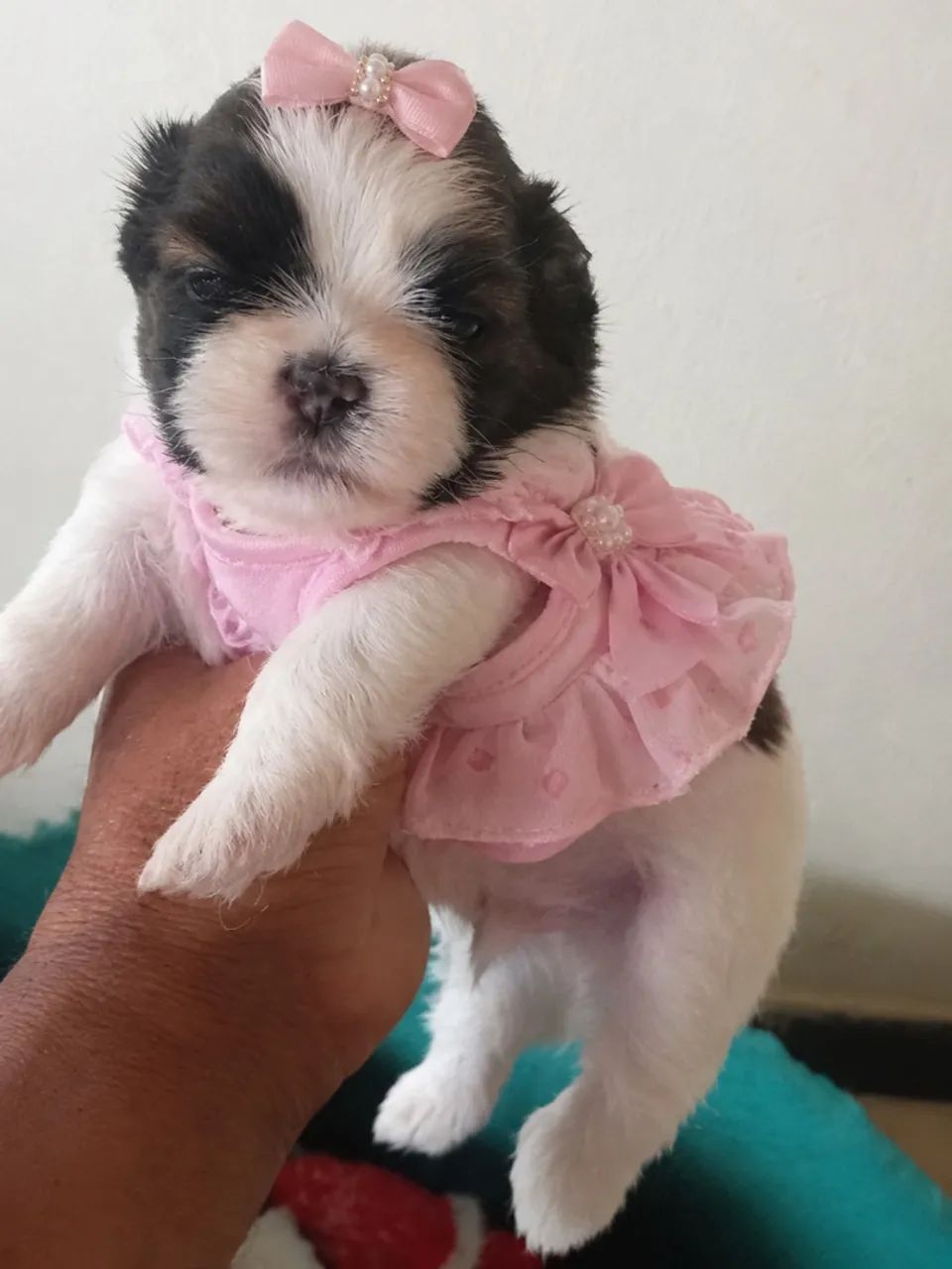 Shihtzu fêmea  - Foto 2