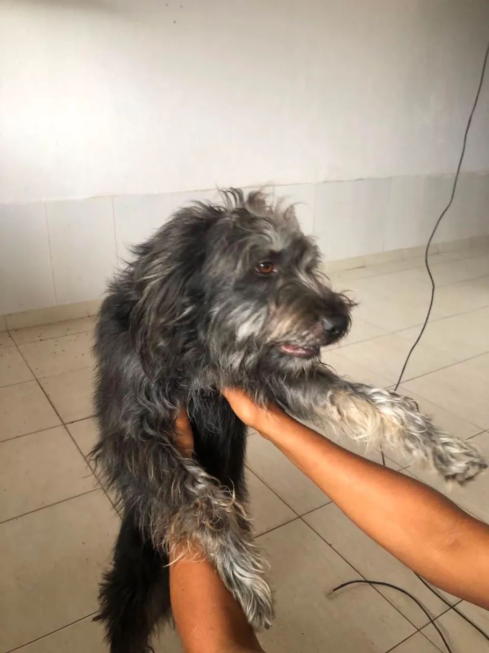 Doação de cachorros  - Foto 5