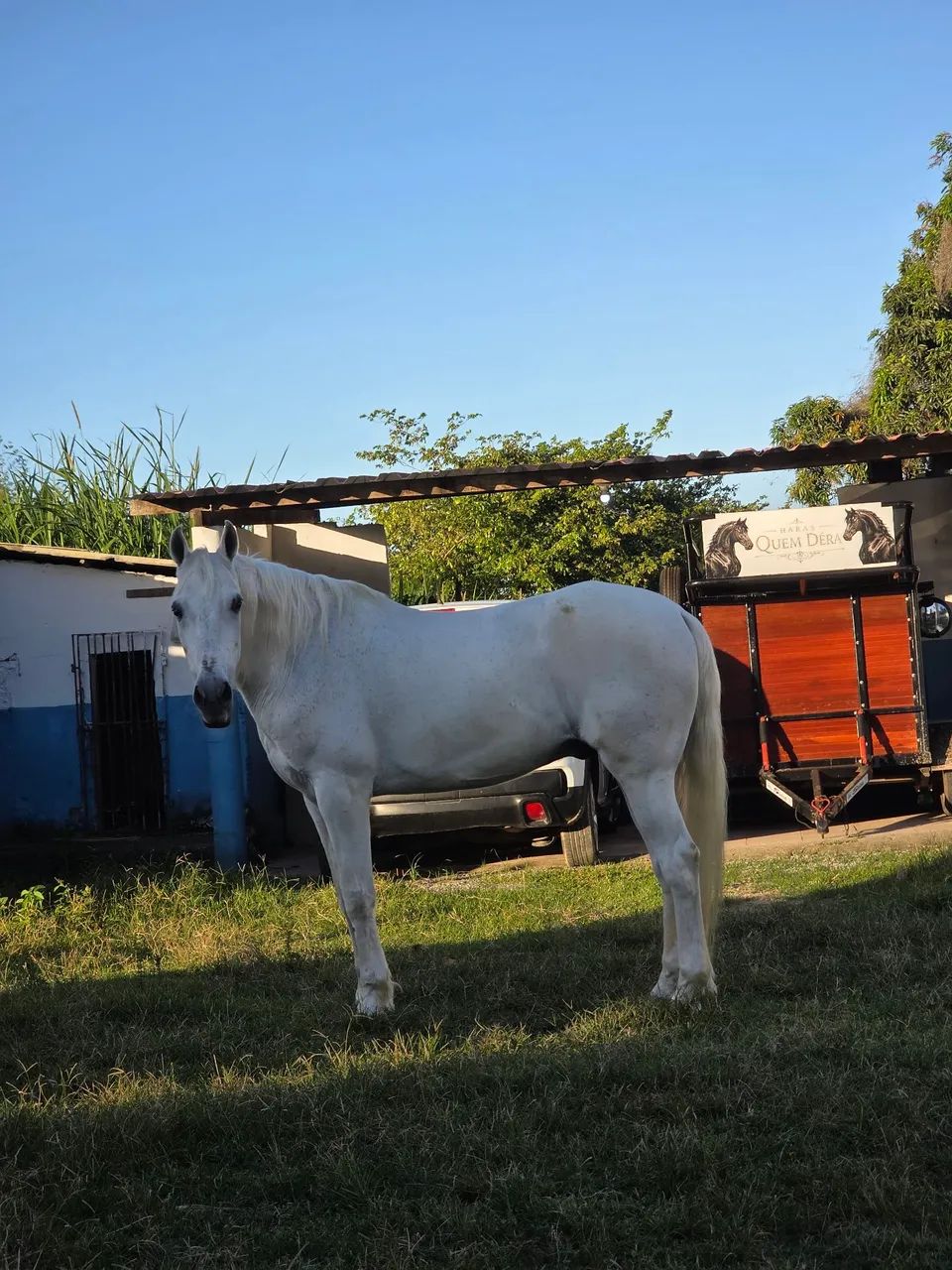 Cavalo Mangalarga 