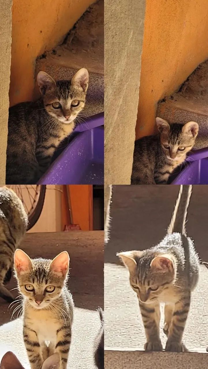 Gatinhos filhotes pra adoção 