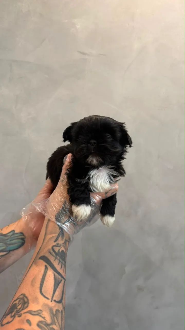 Shitzu mini (macho ) 