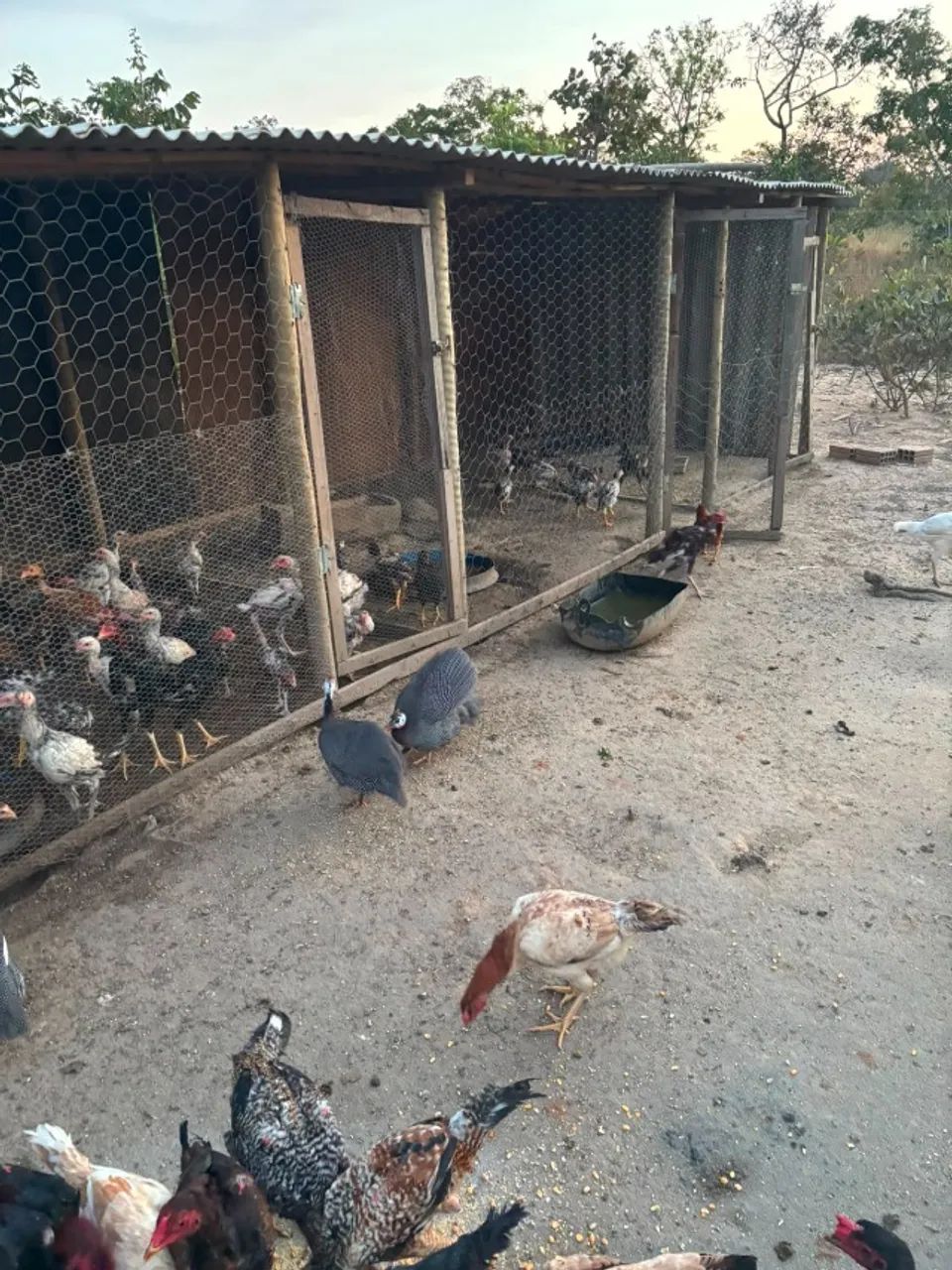Galinha caipira