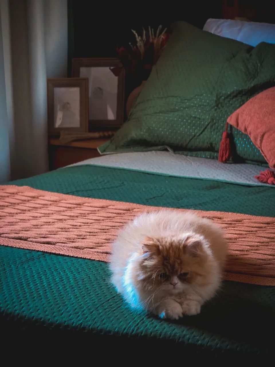 Gato Persa Com Pedigree  - Foto 2