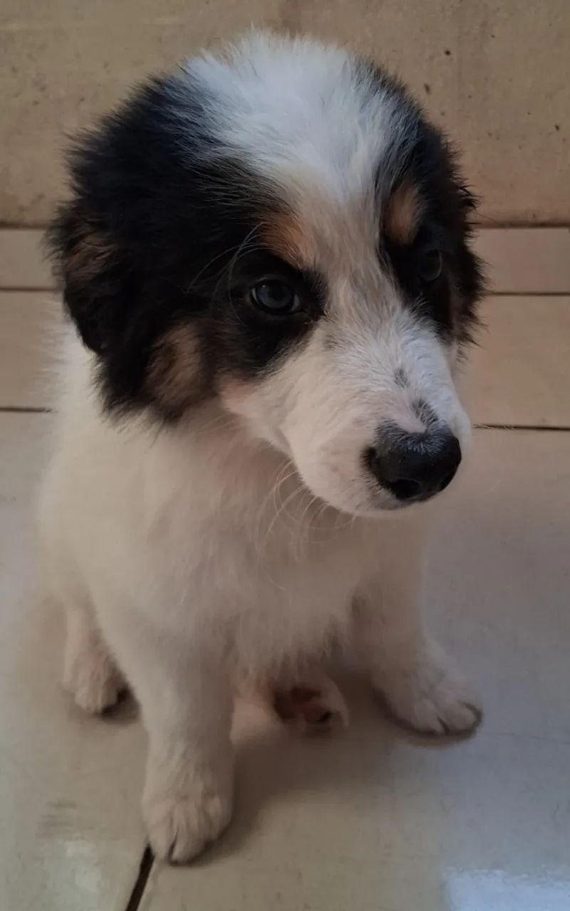 Vendo filhote de border collie. 750,00 para sair hj. - Foto 3