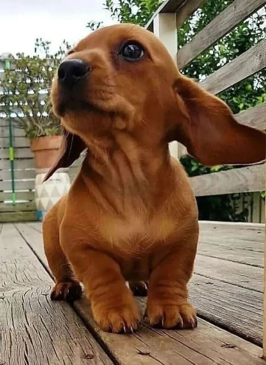Dachshund Marca Presença De Forma Inesquecível - Foto 2