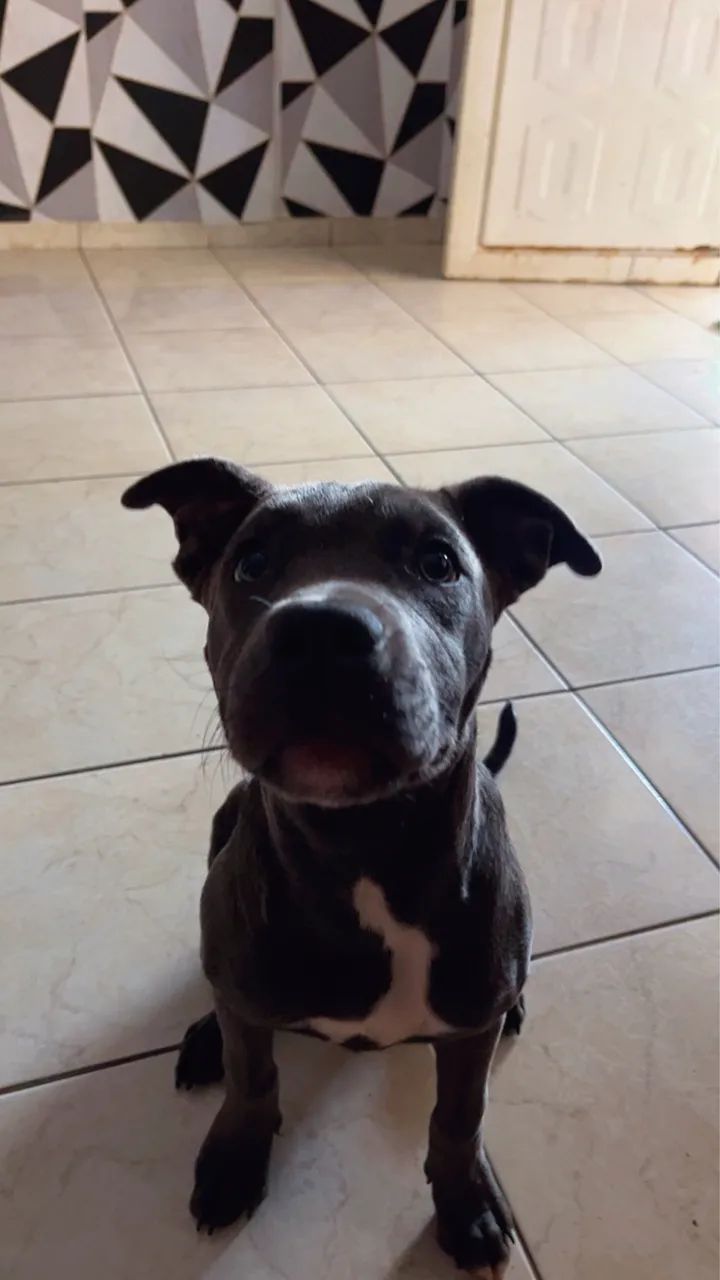 Vendo pitbull  - Foto 2