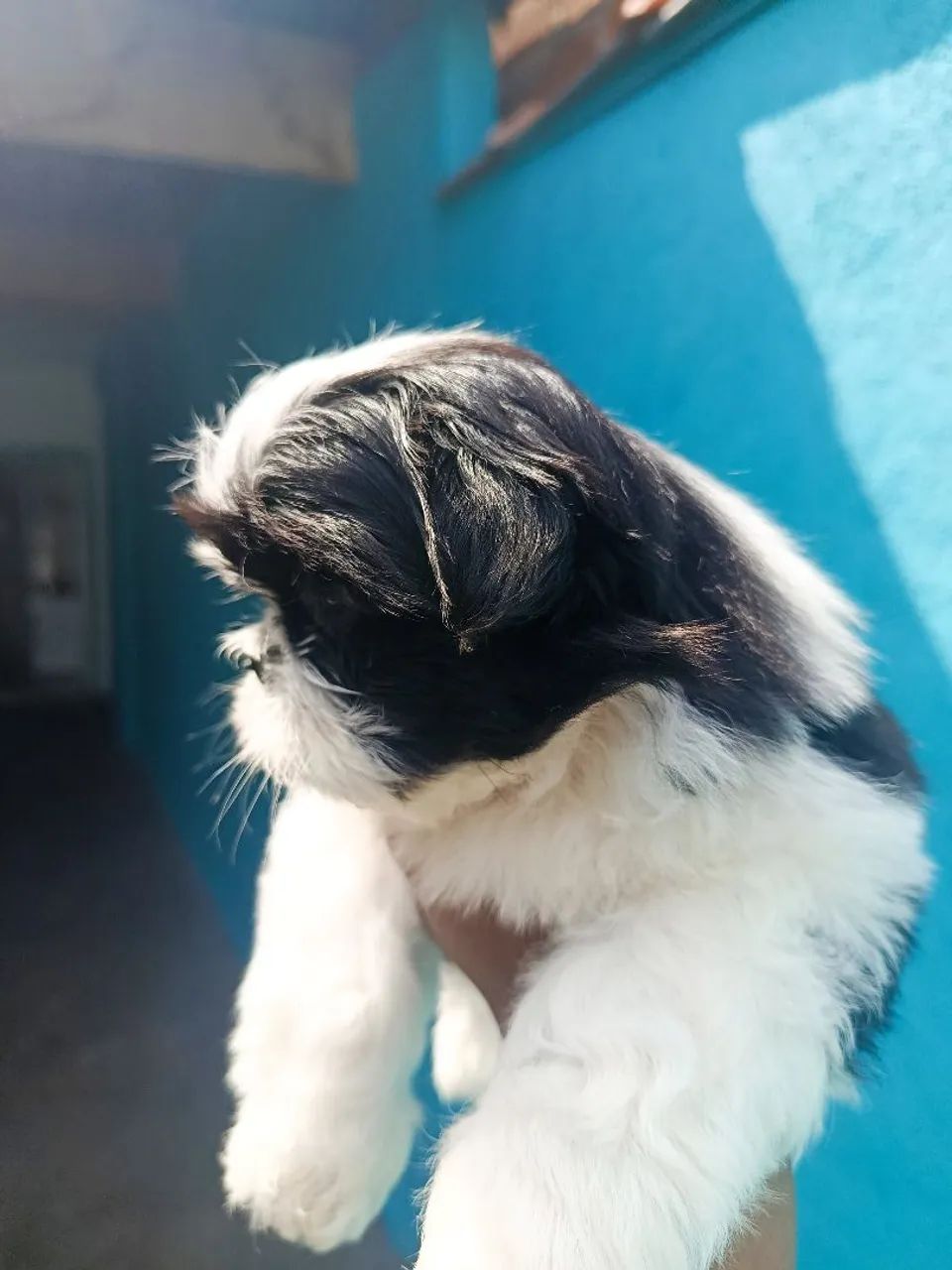 Shih tzu Macho  - Foto 5