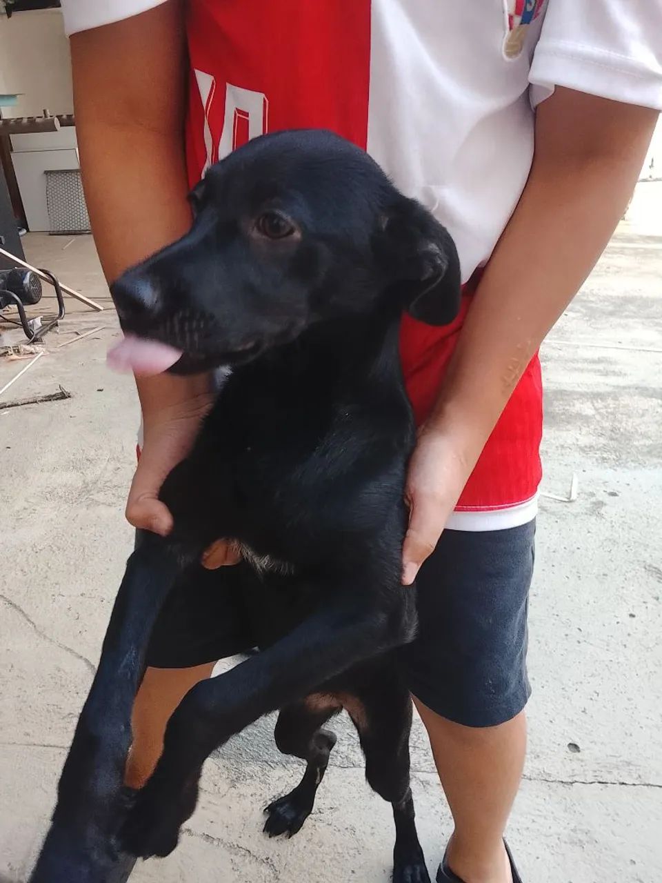 Mestiço labrador preto