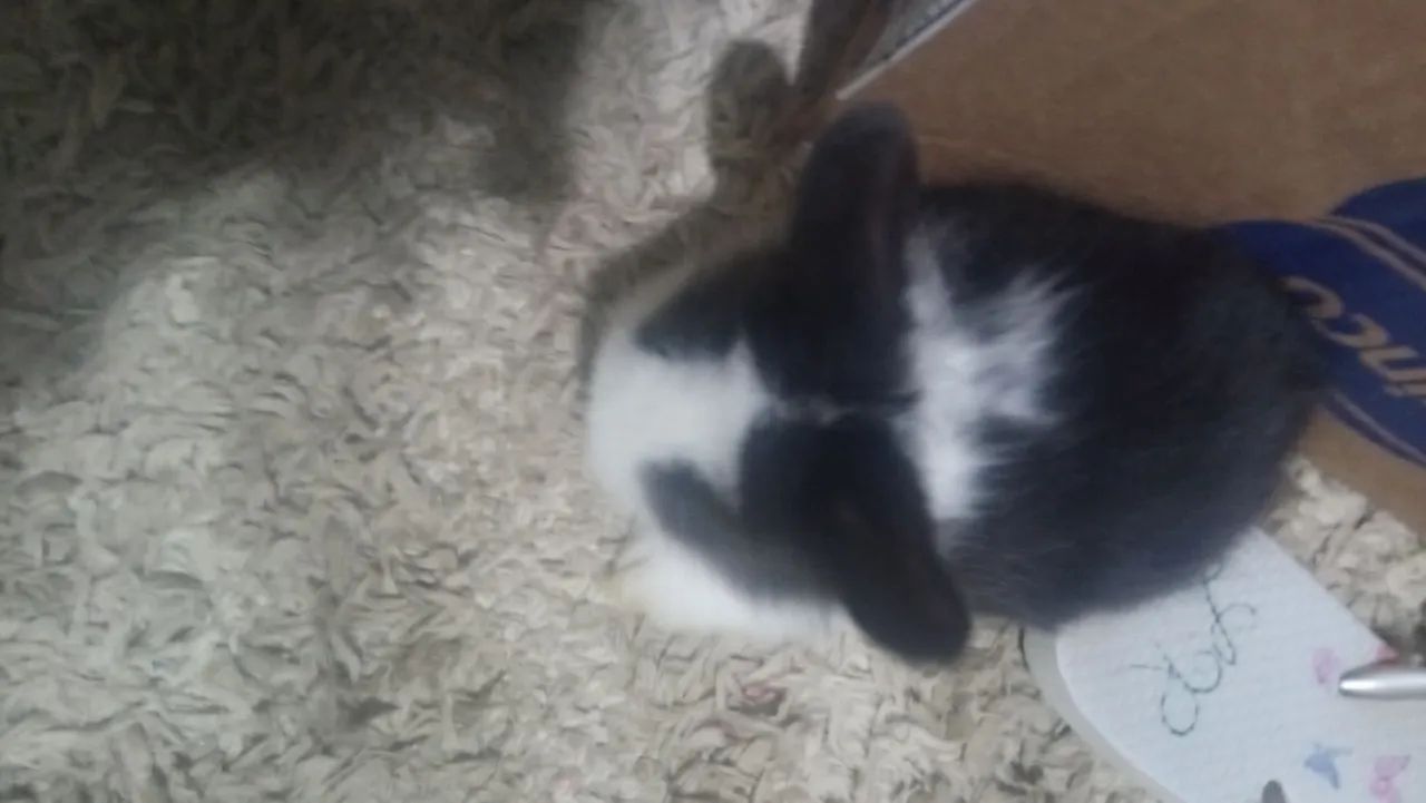 Coelhinho fofinho docel Fuzzy loop - Foto 4