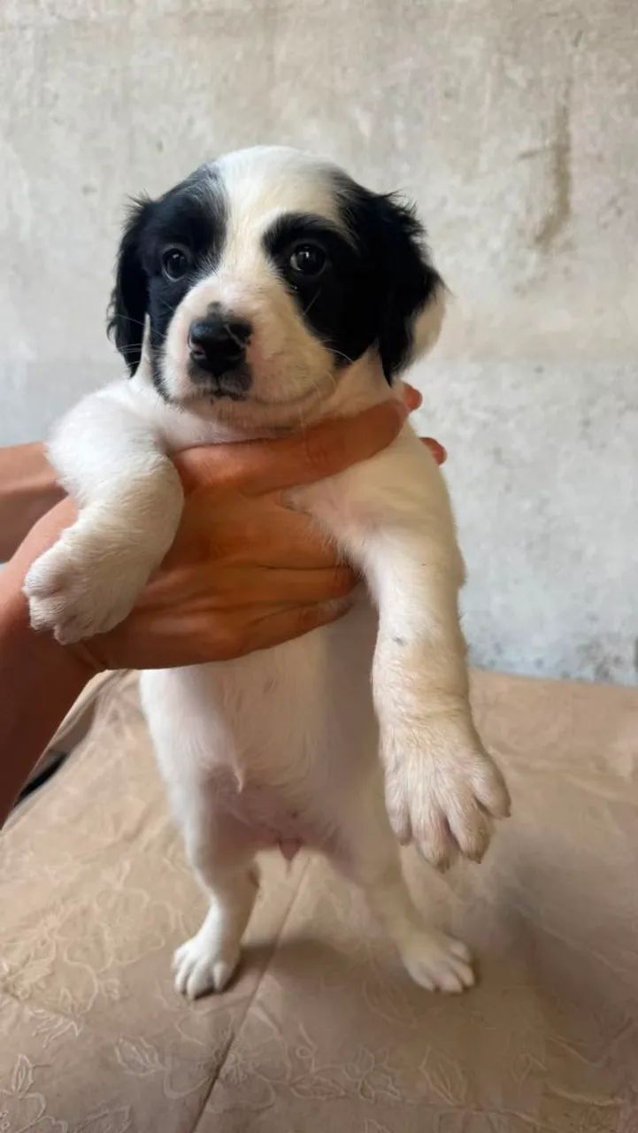 Cachorro  - Foto 5