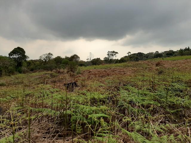 Fazenda de 100 Alqueires. 70 de capoeira - 16 km da Colônia Vitória. Guarapuava PR - Foto 15