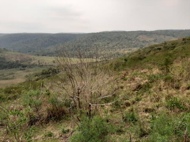 Fazenda de 100 Alqueires. 70 de capoeira - 16 km da Colônia Vitória. Guarapuava PR - Foto 20