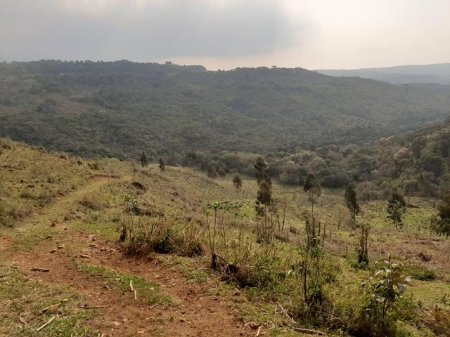 Fazenda de 100 Alqueires. 70 de capoeira - 16 km da Colônia Vitória. Guarapuava PR - Foto 13