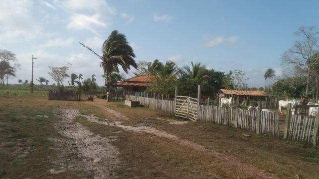 Fazenda - Foto 2