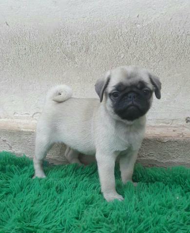 Fêmea de Pug - Foto 5