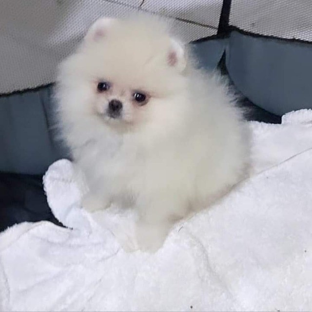 Spitz  Anão,  Macho Branco 1900, Lulu, F. Branca/ Dourado,  Branca 3.500.