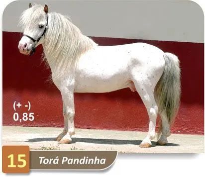 Pônei Mini Horse Garanhão 