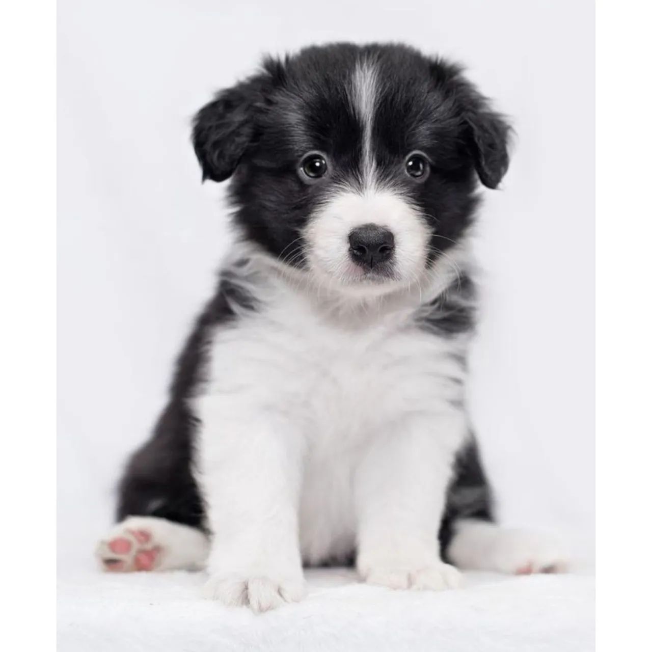 Border Collie disponíveis 